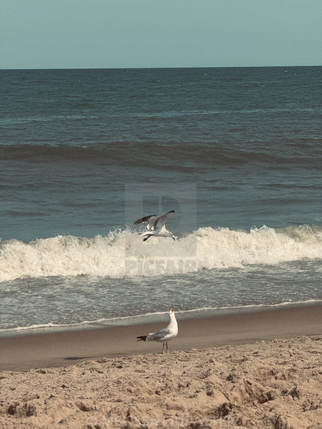 Waves breaking near the shoreline with seabirds